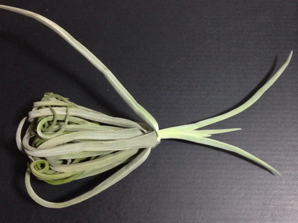 エアープランツ ドュラティ チランジア