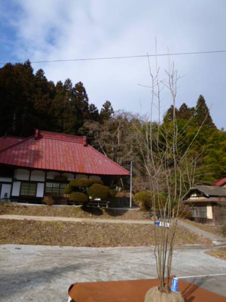 アオハダ◎山採り◎本株立ち◎H2．7m◎294(植木、庭木)｜売買