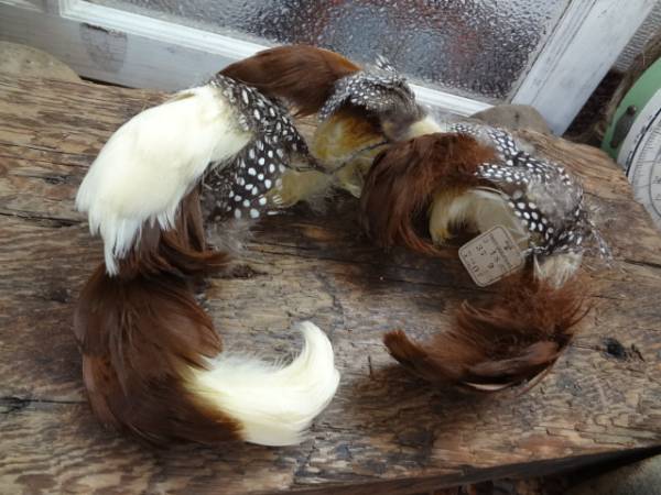 フランスアンティーク★羽　フェザー★帽子 手芸　レース リボン