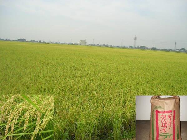 ★減農薬＆有機肥料使用★26年産コシヒカリ 30kg★農家直送★