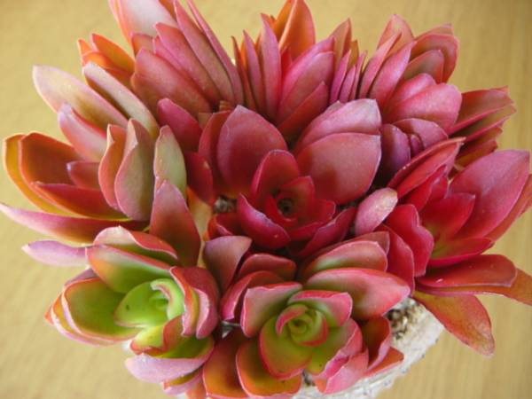 ★☆必見初心者用　大株りんご火祭　多肉植物の寄せ植えです☆★_1