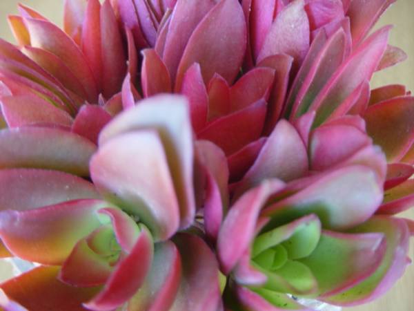 ★☆必見初心者用　大株りんご火祭　多肉植物の寄せ植えです☆★_2