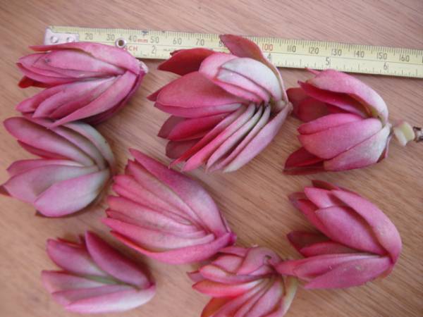 ★☆必見初心者用　大株りんご火祭　多肉植物の寄せ植えです☆★_3