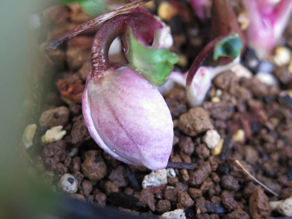 クリスマスローズ ａｓｈｗｏｏｄ ピンクニゲル 輸入夏越し株 その他 売買されたオークション情報 Yahooの商品情報をアーカイブ公開 オークファン Aucfan Com