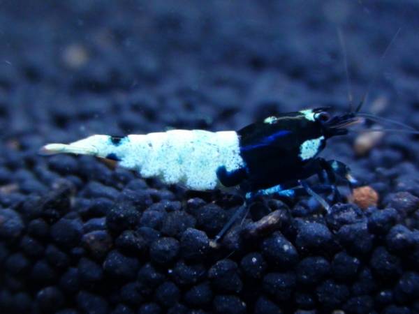 「ＢＬＥＳＳ」Astrid純血極上ブラックピント　３匹セット