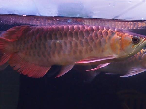 ラージャオホンロ４8cm±♪ 藍底辣椒紅龍 スラバヤYUKI