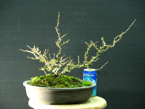 長寿梅、盆栽素材。