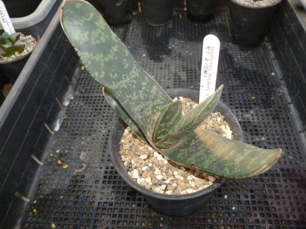 ガステリア 輸入バッケリー 聖牛 ☆多肉植物 サボテン(サボテン)｜売買