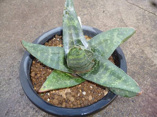 ガステリア 輸入バッケリー 聖牛 ☆多肉植物 サボテン(サボテン)｜売買
