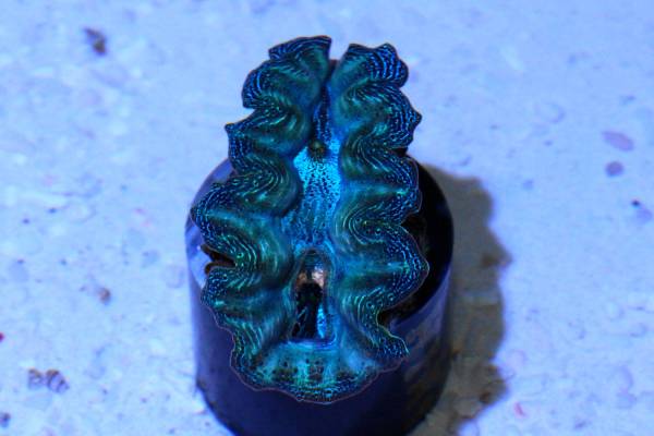 沖縄産　ヒメシャコガイ　メタグリーン　【№3】　約4cm×5cm