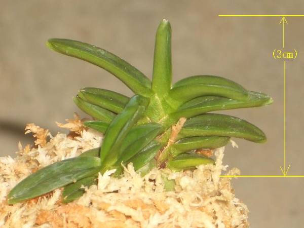 富貴蘭【黒真珠】寒蘭・万年青・山野草・春蘭