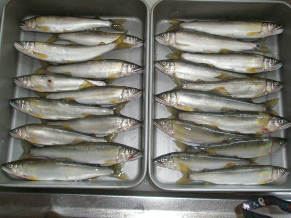 岐阜県　木曽川産　天然鮎　アユ　①