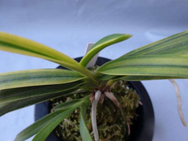 富貴蘭 錦の誉 大型種(鉢植え)｜売買されたオークション情報、Yahoo