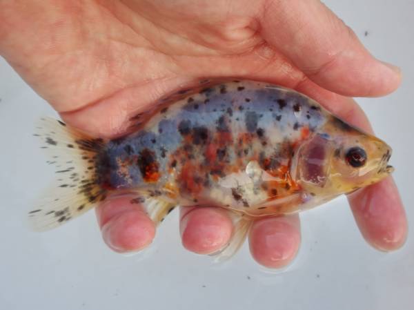 天下一品：匠の品「フナ尾変わり金魚」４　１４ｃｍ