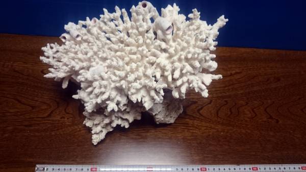 ◇ 飾り珊瑚 ⑩／ 海水魚水槽・古代魚水槽などに_1