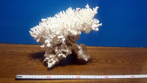 ◇ 飾り珊瑚 ⑩／ 海水魚水槽・古代魚水槽などに_2