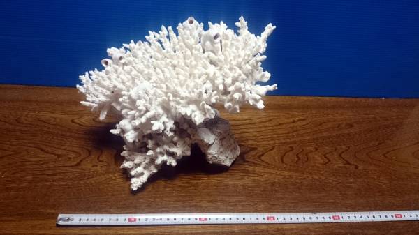 ◇ 飾り珊瑚 ⑩／ 海水魚水槽・古代魚水槽などに_3