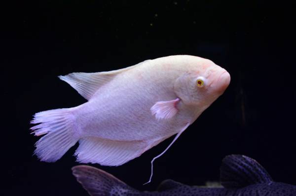 アルビノオスフロネームスグラミー 30センチぐらい(淡水魚)｜売買され 