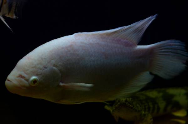アルビノオスフロネームスグラミー 30センチぐらい(淡水魚)｜売買され 
