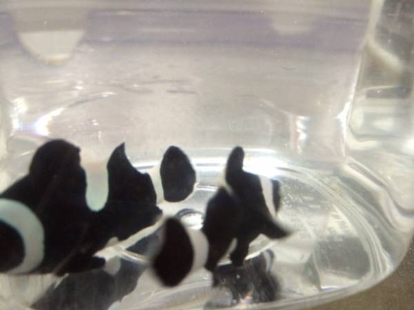 ブラックオセラリス ペア 海水魚 売買されたオークション情報 Yahooの商品情報をアーカイブ公開 オークファン Aucfan Com