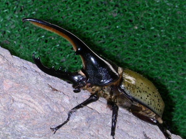 ■ヘラクレス牧場 ヘラヘラ ♂1・♀2 計3匹 ♂=後食済 №07-36