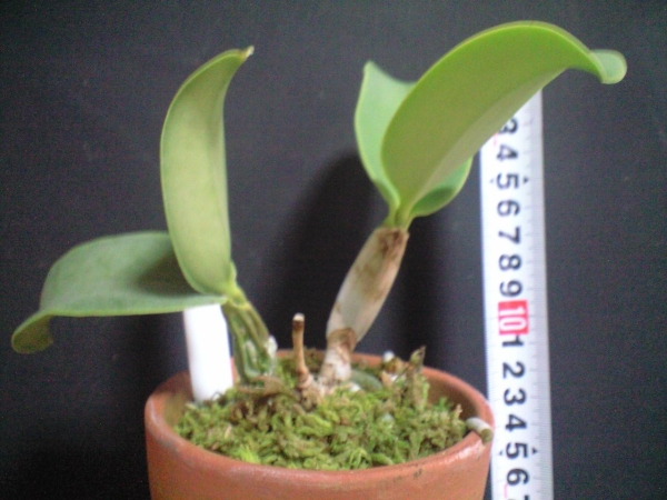 洋蘭原種C.nobilior DonaUnuma SM/JOGA 何でも1000円スタート