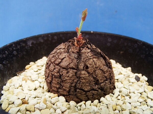 サボテン 多肉植物　82　Cyphostemma adenocaule　　　