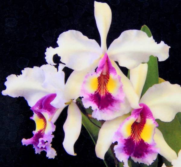 洋蘭原種 C.warcewiczii semi-alba 'Katia' O.G