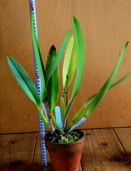 洋蘭原種 C.warcewiczii semi-alba 'Katia' O.G