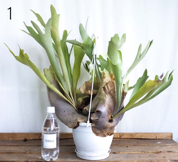 ☆コウモリラン・アルシコルネ☆７号☆吊り！　１