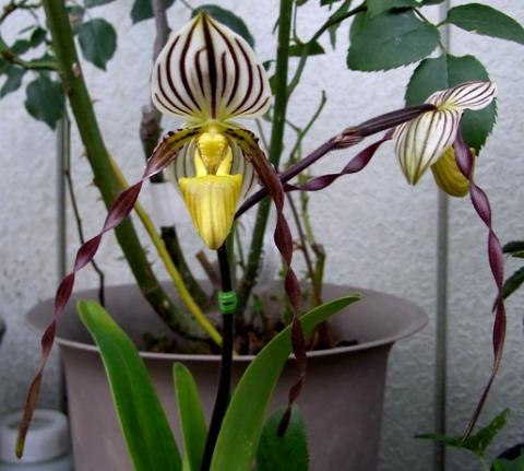 ☆洋蘭原種☆ Paph.philippinense‘Gloria’開花株