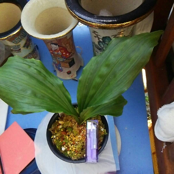 ◎えびね 四倍体同士 四梅宝×四光 未開花苗（春蘭・寒蘭）