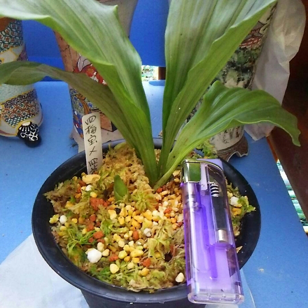 ◎えびね 四倍体同士 四梅宝×四光 未開花苗（春蘭・寒蘭）