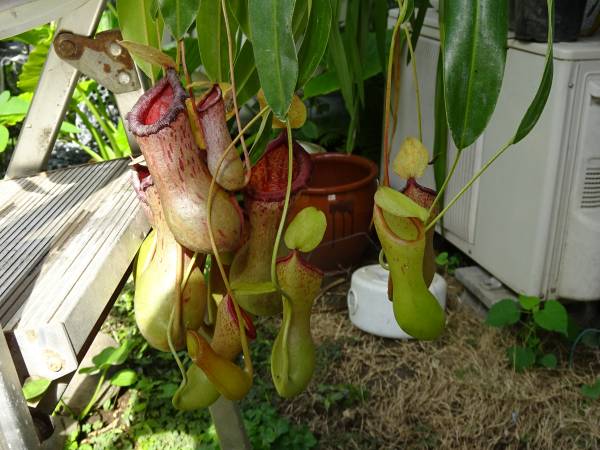 Nepenthes ventricosa(実生) /ウツボカズラ/食虫植物