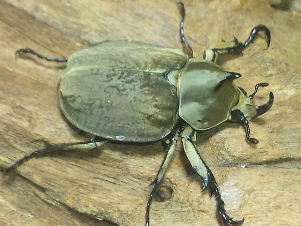 ☆*★ ムニスゼッチ コフキカブト ペア