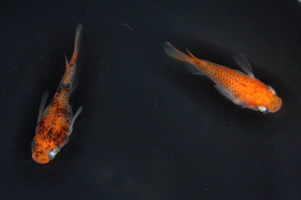 【千寿めだか】　★感謝出品★　琥珀錦透明鱗（ダルマ）　2ペア