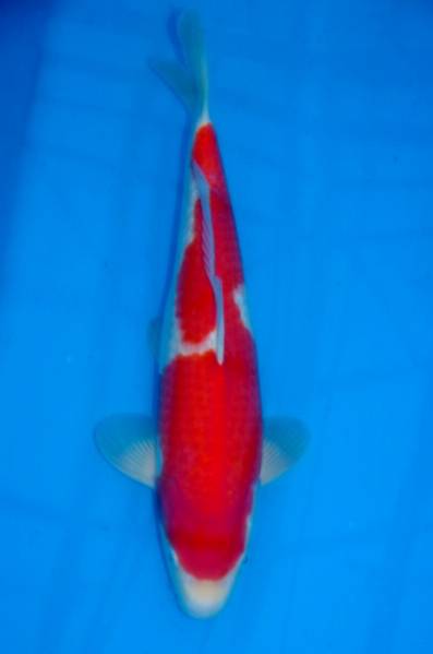 オス鯉THEワールド!!　錦鯉むらかみ産　紅白　42㎝　