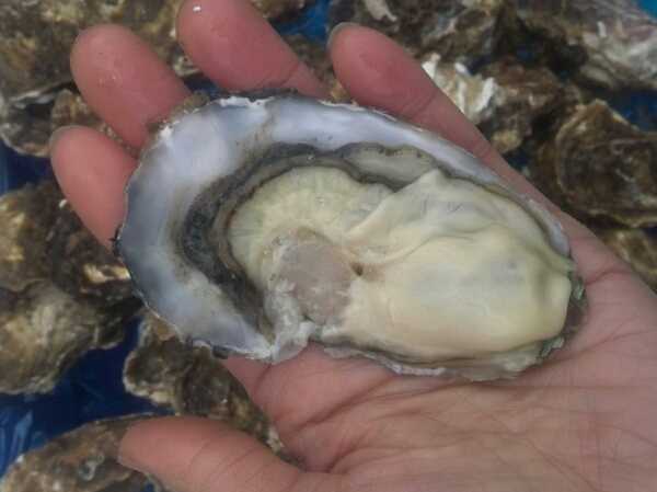 新鮮！宮城県産　朝採り　殻付牡蠣30ヶ