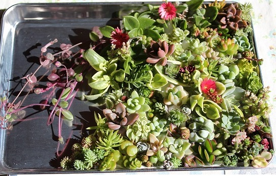 ■多肉カット苗■６３種■_1