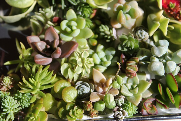 ■多肉カット苗■６３種■_3