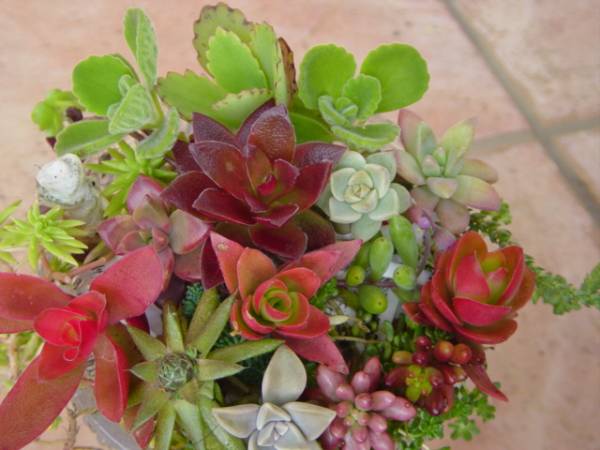 ★☆必見初心者用りんご火祭り、セダム多肉植物の寄せ植え8☆★_1