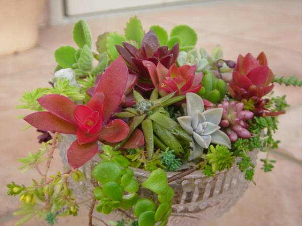 ★☆必見初心者用りんご火祭り、セダム多肉植物の寄せ植え8☆★_2