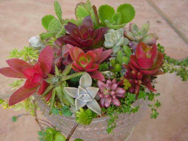 ★☆必見初心者用りんご火祭り、セダム多肉植物の寄せ植え8☆★_3