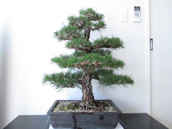 □松 □大品盆栽 樹高62cm No.129 造花盆栽 松 【公式通販】