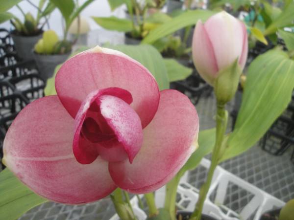 ★洋蘭　リカステ実生　コロコロ赤ピンク　咲き始め2輪★