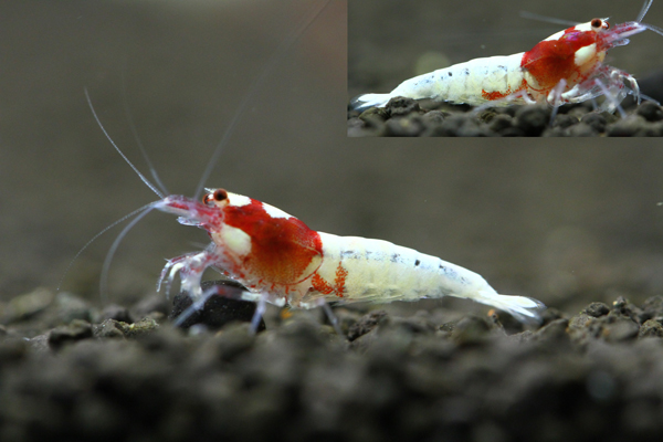 ■□ALL-GREEN□■APシャドー極美レッドピント柄3匹！！