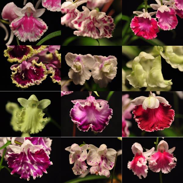 ウチョウラン　U-35　未選別混合球根　送料無料