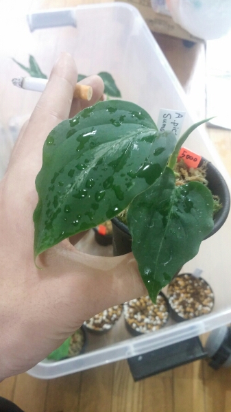 【アグラオネマ ピクタム トリカラー AZ便 Gold-RushⅡ】