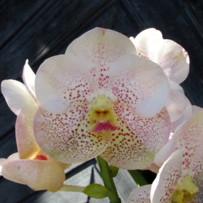 ●アスコセンダ●Ascd.ダブディムベルベッドxAscd.ジラパパ●B●