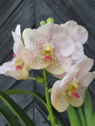 ●アスコセンダ●Ascd.ダブディムベルベッドxAscd.ジラパパ●B●